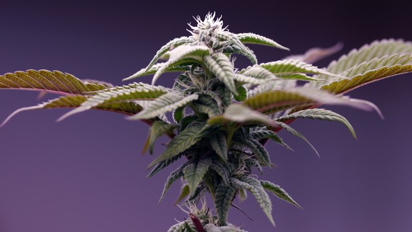 epaselect epa10003669 A Cannabis plant for self consumption and private business is grown at a home in Nakhon Nayok province, Thailand, 09 June 2022. Thailand formally legalized the production, distri ...