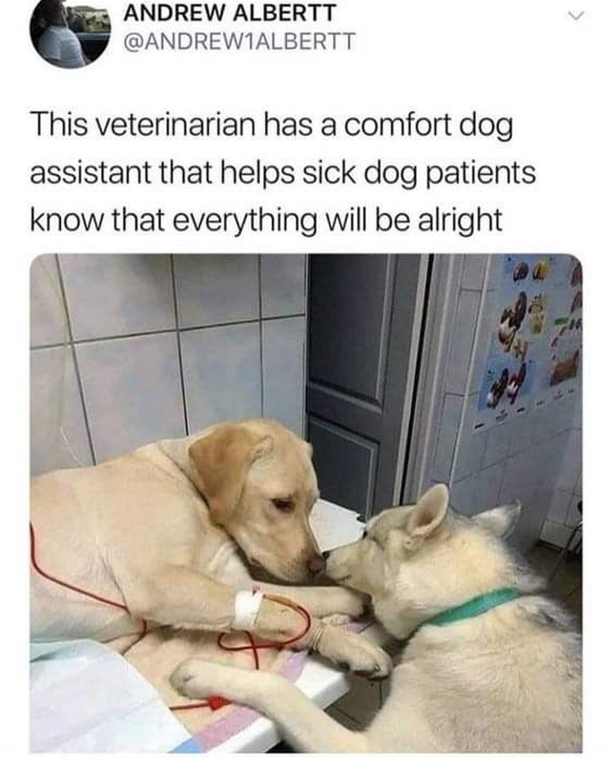 Lustige und schöne Hunde-Memes zum Welthundetag 2023