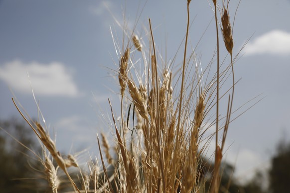 epa10319129 Close-up view of wheat stalks left to dry in the sun during a harvest season at a plantation in Sana'a, Yemen, 21 November 2022. Wheat stalks are left to dry in the sun for few weeks after ...