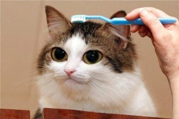 Was luegsch so dumm? Ah, PICDUMP! Los! Klicken! LOOOS!聽
Wenn man zu viel Zeit im Picdump verbracht hat: