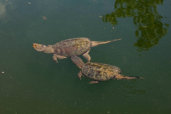 Snapping turtle (Chelydra serpentina) male attempting to mate with female, Maryland, USA, August. PUBLICATIONxINxGERxSUIxAUTxONLY 1560271 JohnxCancalosi