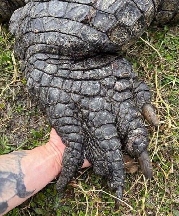 cute news tier krokodil

https://www.instagram.com/madbioreptiles/p/C3-4Q6XO9GO/?img_index=3