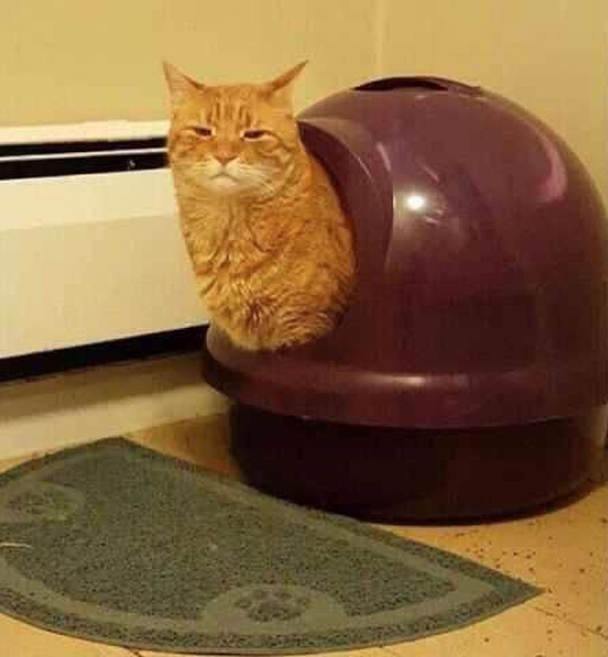 Lustige Katze