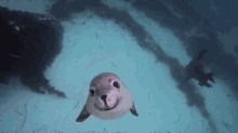 Über 30 tierisch witzige Bilder und GIFs *badum ts!*
Cutes Wochenende wünsche ich allen