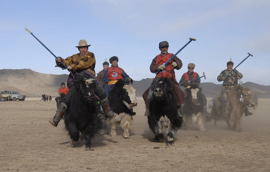 yak polo sport mongolei tier https://en.wikipedia.org/wiki/Yak_polo#/media/File:Yak_polo.JPG