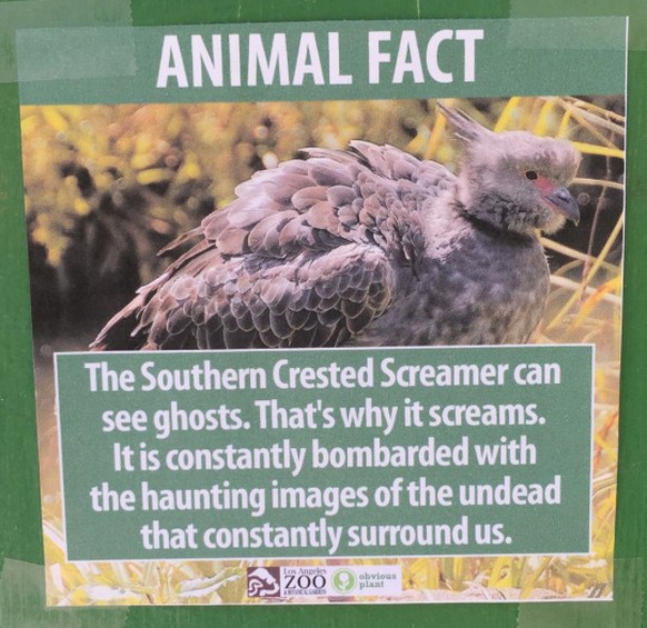 «Der Halsband-Wehrvogel (Crested Screamer) kann Geister sehen. Deshalb schreit er. Er wird dauernd mit den verstörenden Bildern der Untoten bombardiert, die uns umgeben.»