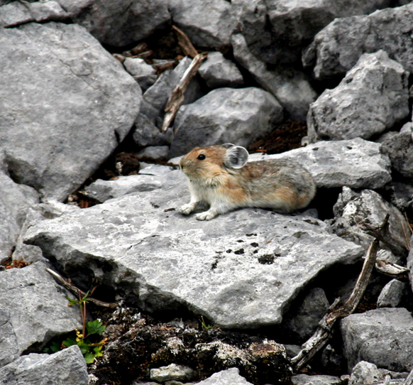 Pika
https://www.flickr.com/photos/xaray/