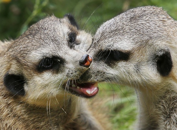 A meerkat bites another meerkat into its nose in the zoo in Kronberg, Germany, Thursday, Aug. 17, 2017. (AP Photo/Michael Probst)