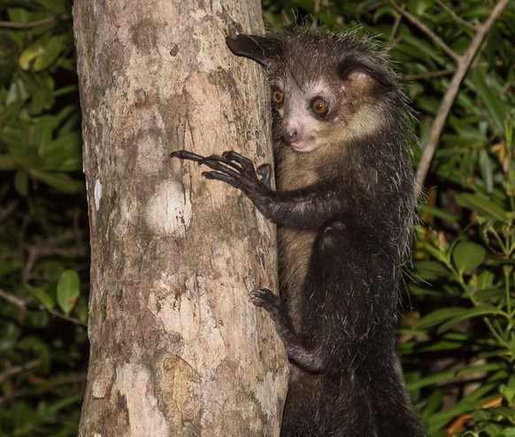 Aye-Aye-Affe, Fingertier