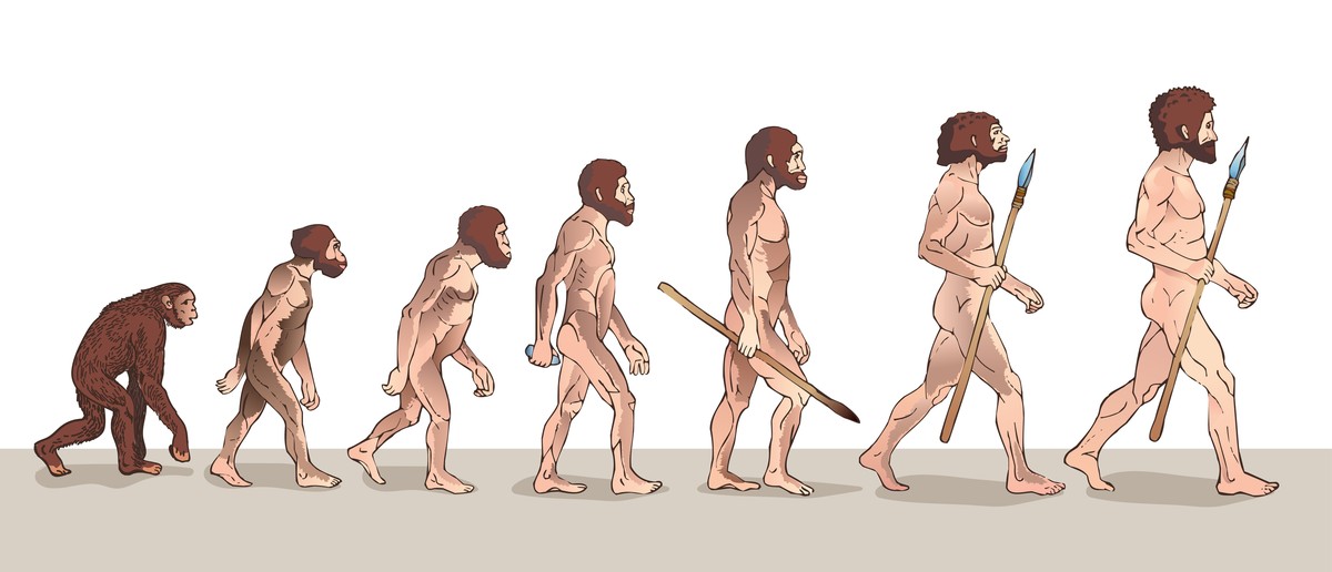 Evolution des Menschen