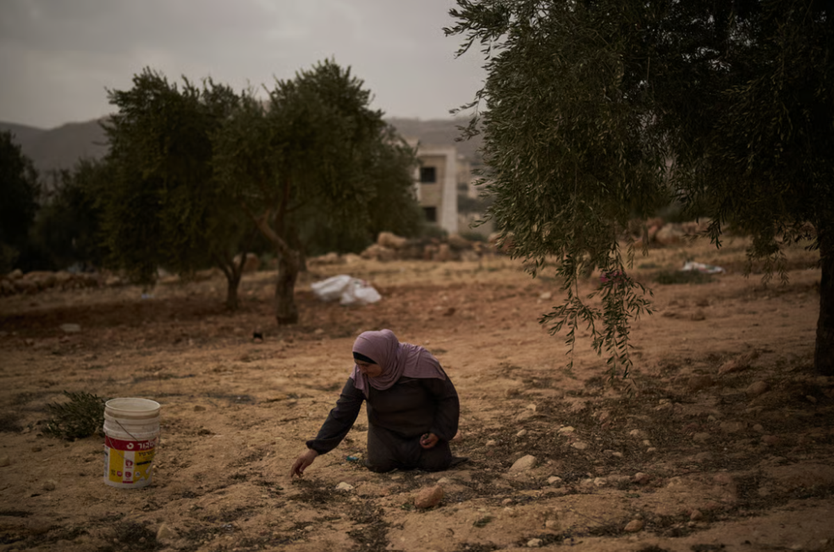 Eine Palästinenserin sammelt Oliven vom Boden nach einer israelischen Attacke.