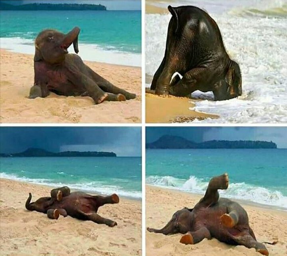 Baby Elefant am Strand