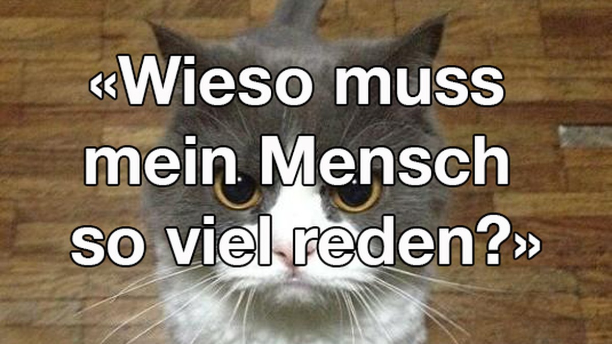 Fragen, die sich Katzen über ihre Besitzer stellen