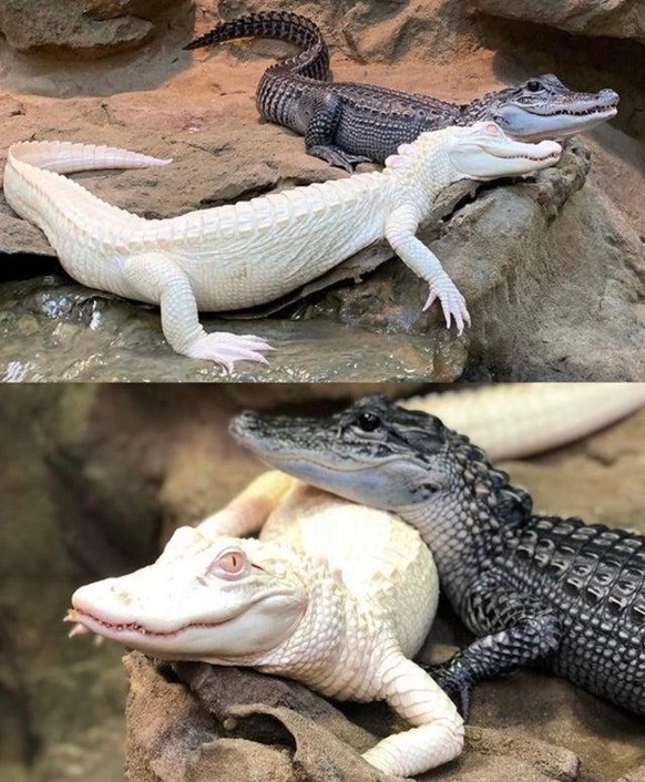 Normale Tiere und andere Dinge in besonderen Farben und darum von besonderer Schönheit.