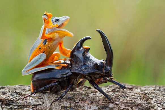 Frosch reitet auf Käfer

http://imgur.com/gallery/4MQLSTf