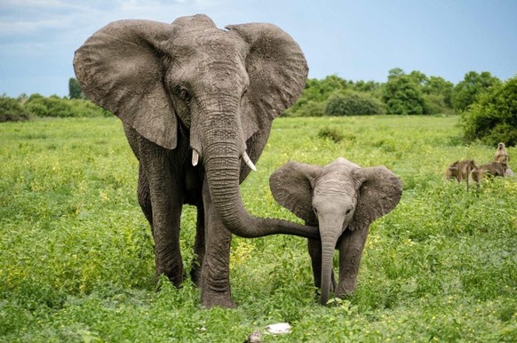 cute news tier elefant

https://www.reddit.com/r/Elephants/comments/196ulfc/relational_thought/