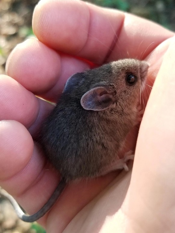 cute news animal tier mouse haus

https://www.reddit.com/r/Animals/comments/w8sf6w/mouse/