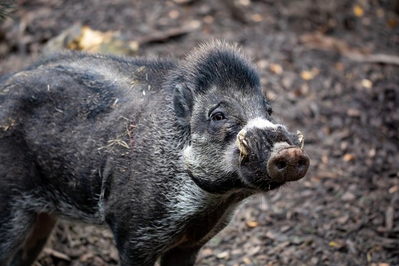 Visayas-Pustelschwein