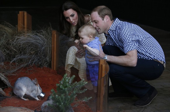 Britain&#039;s Prince William and his wife Kate, the Duchess of Cambridge, watch their son Prince George looking at an Australian animal, called Bilby, which has been named after the young Prince, dur ...