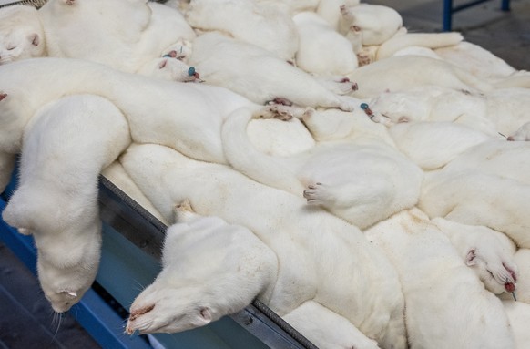 epa08804306 Minks are furred at the Sydvestjysk Pelscenter A.m.b.a. in Varde, Denmark, 07 November 2020. 200 corona-tested Latvian seasonal workers are starting to fur mink from 90 mink breeders. Only ...
