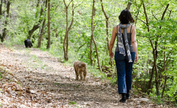 Woman Walking on the Path in the Forest with Her Two Dogs in a Sunny Day in Ascona, Ticino, Switzerland. 333443FB