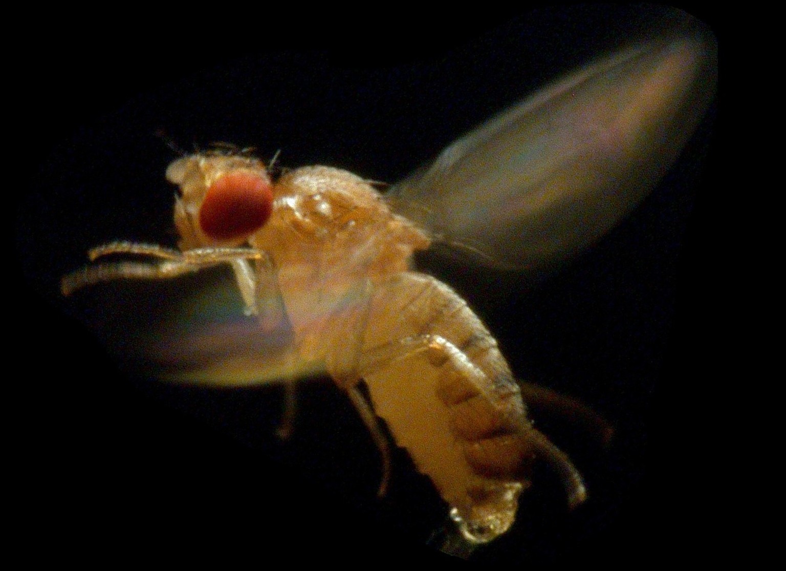 SPERRFRIST BIS DONNERSTAG, 17. APRIL 2003, 20 UHR
HANDOUT---Eine Fruchtfliege Drosophila melanogaster, aufgenommen im Maerz 2003. Der Forscher Steven Fry vom Institut fuer Neuroinformatik der Universi ...