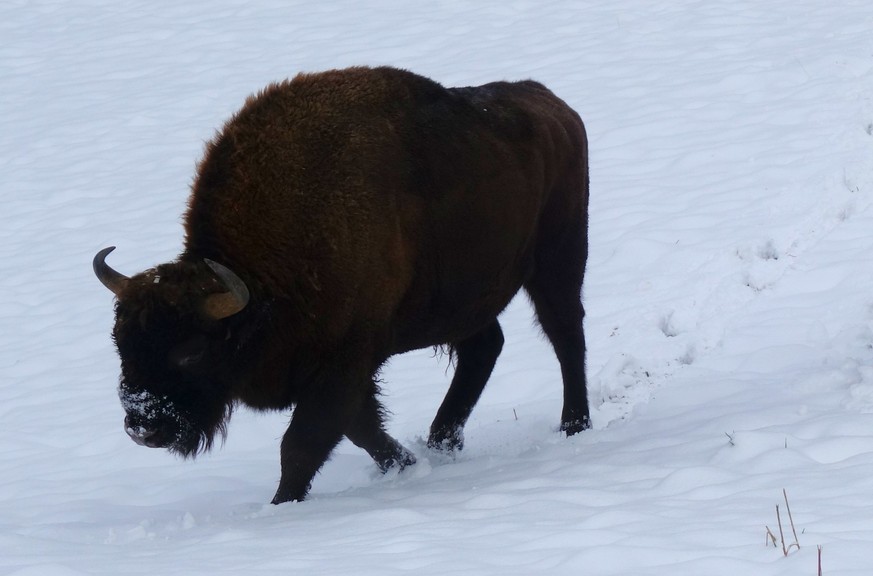 Wisente am 10. Januar 2024 vom Projekt Wisent Thal im Solothurner Jura