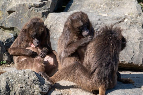 Dschelada Theropithecus gelada; Fellpflege; Grooming
