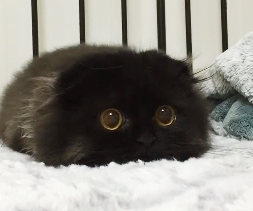 Kater Gimo hat die grööööössten Kulleraugen der Welt 