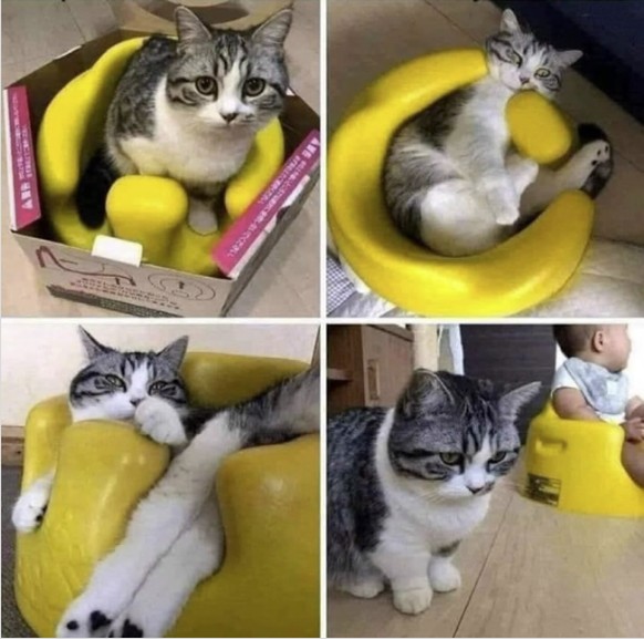 Die lustigsten Fails der Woche: Katze freut sich über falsches Geschenk