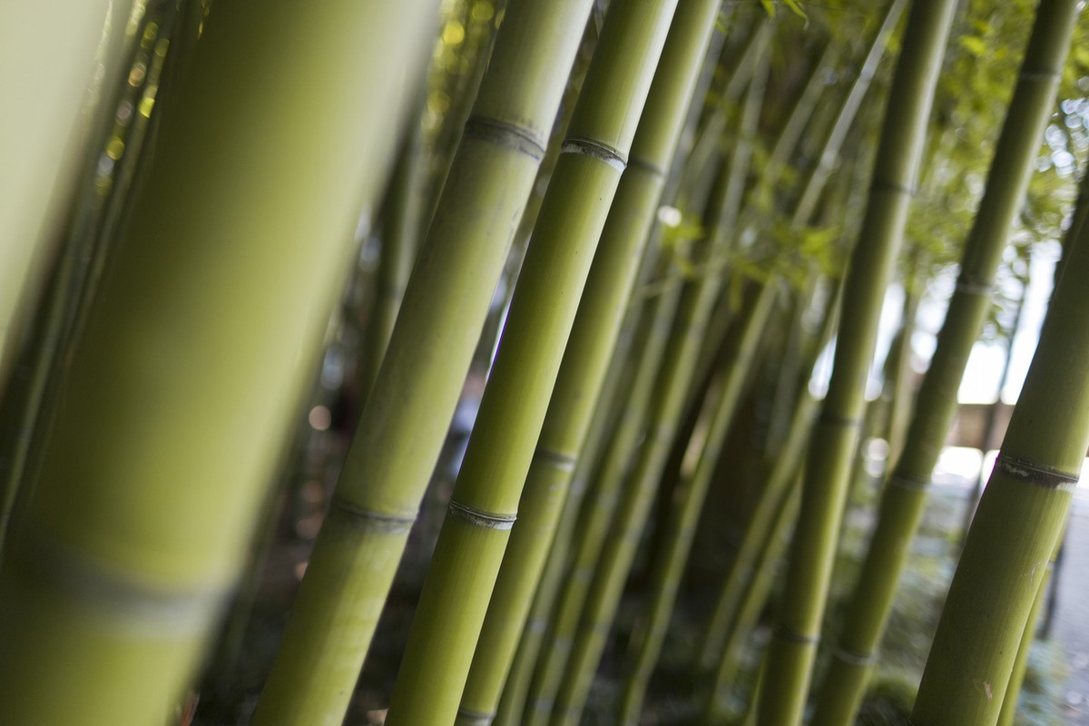 Bamboo growing on the Brissago Islands in Lake Maggiore in the canton of Ticino, Switzerland, pictured on June 22, 2010. (KEYSTONE/Gaetan Bally)

Bambus waechst auf den Brissago-Inseln im Lago Maggior ...