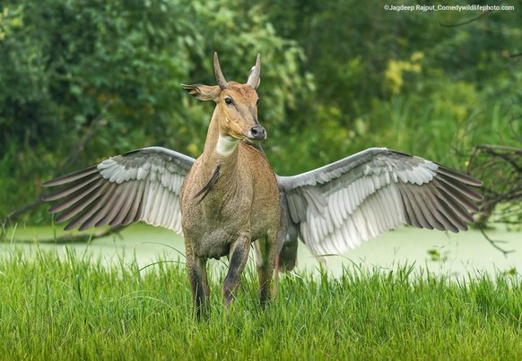 Comedy Wildlife Photography Awards 2022