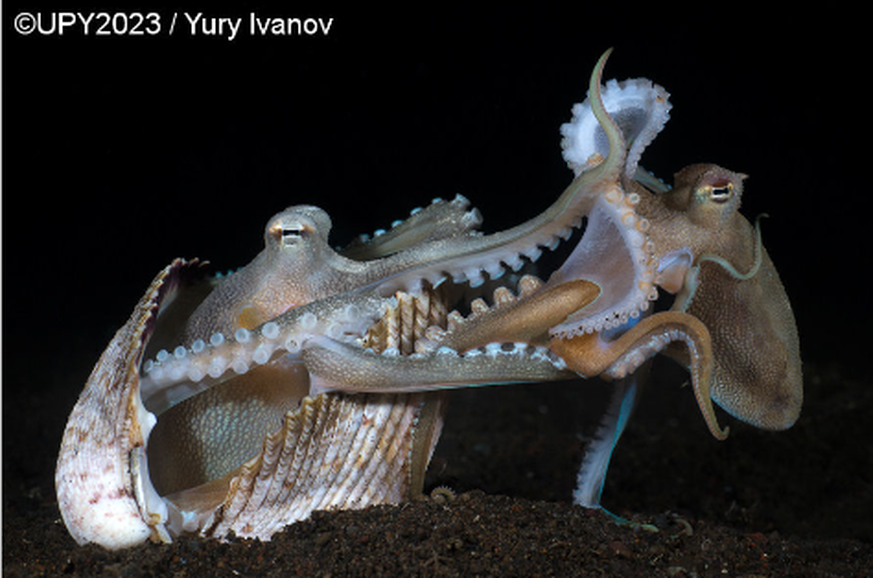 Under Water Photographer of the year contest, octopus