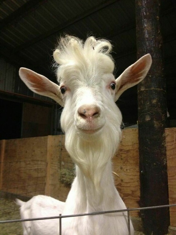 cute news animal tier ziege goat

https://www.boredpanda.com/cute-goats/