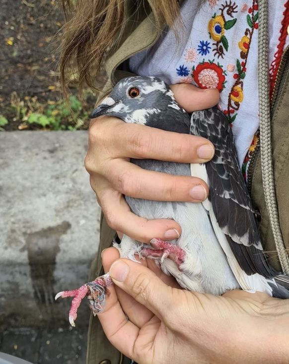 Die Niederländerin Billie Savage betreibt eine der einflussreichsten Instagram-Seiten rund um das Thema Stadttauben.