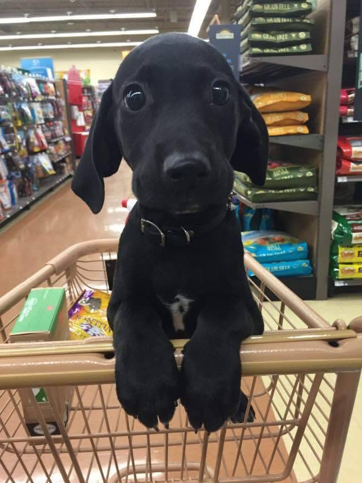 Cute news pupps