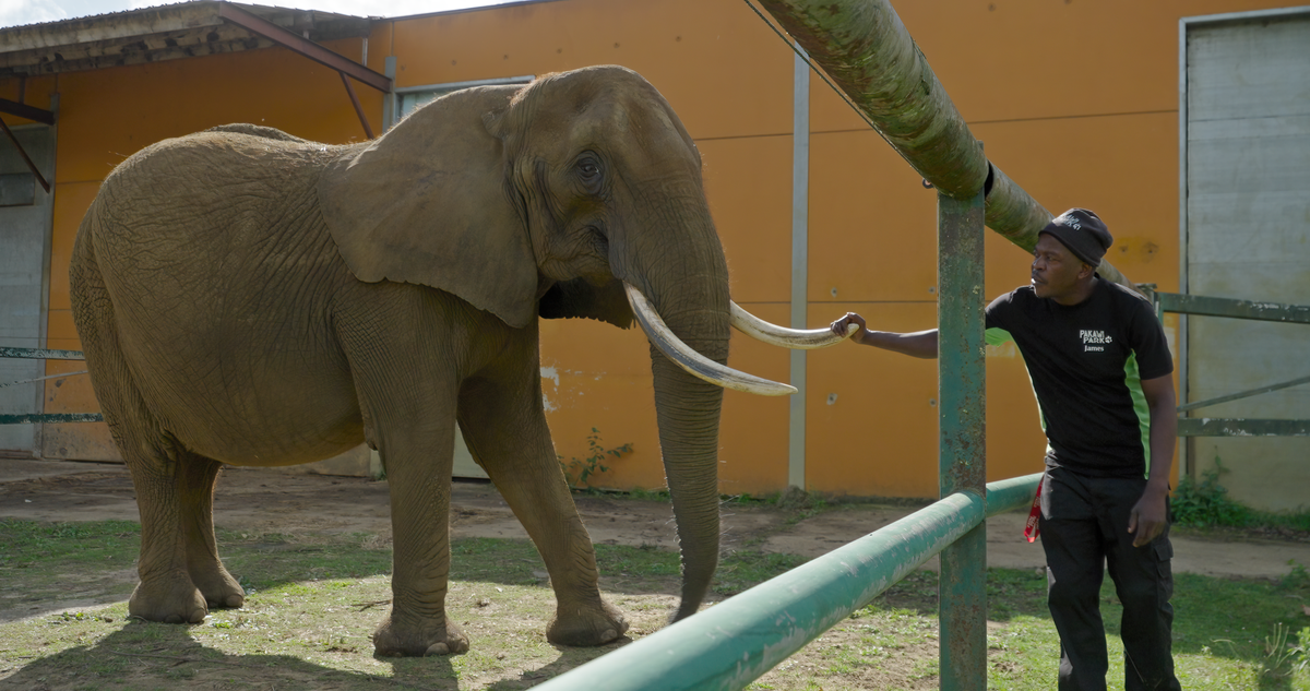 Kariba, un éléphant d'Afrique né en 1985 au Zimbabwe.