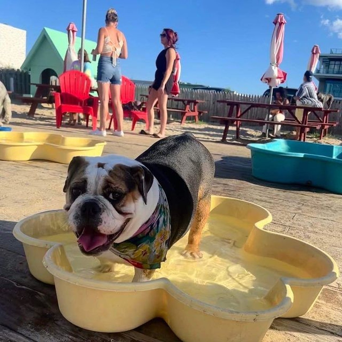 Voici Douglas. Il est d'accord de vous laisser profiter d'un bout de sa piscine.