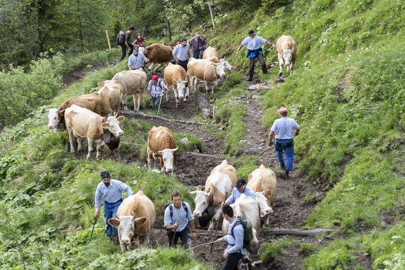 epa09307289 Cows and their herdsmen climb the narrow and steep path from Adelboden to Engstligenalp, Switzerland, 28 June 2021. Around 500 cows, cattle and calves cover the 600 meters of altitude duri ...