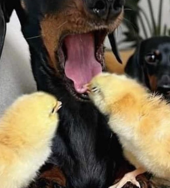 Failed Tuesday: Chick bites dachshund's tongue