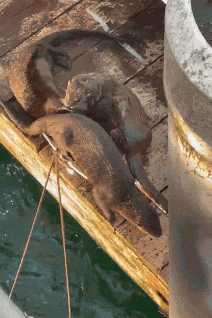 Animiertes GIF