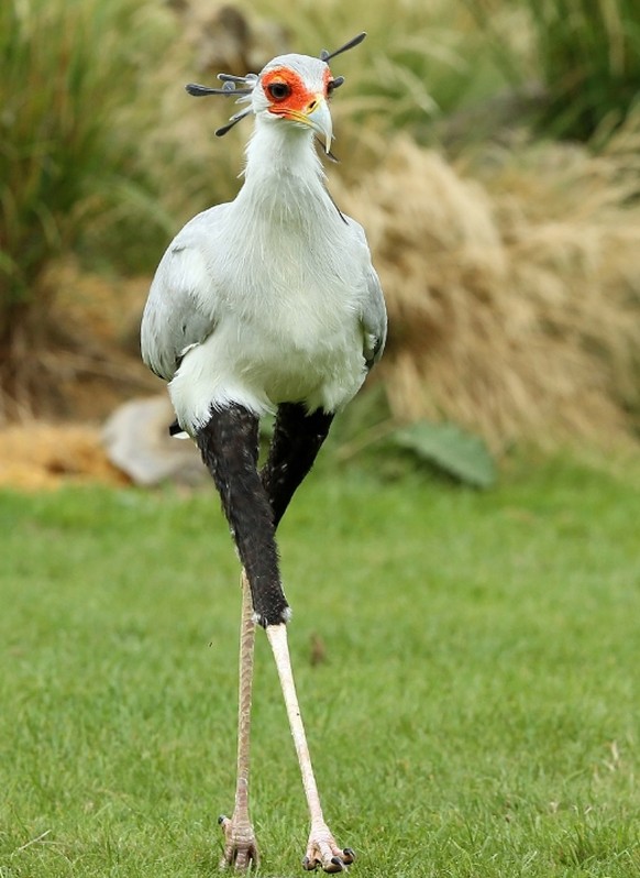 cute news tier vogel sekretär

https://www.instagram.com/p/DHtmYf8Nc7K/?img_index=4