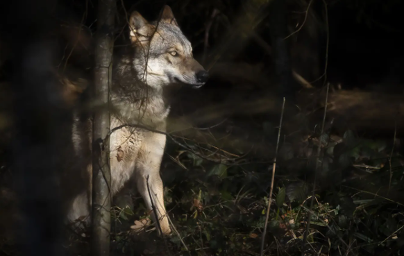 In der Schweiz ein Politikum: Ein Wolf im Wildpark Bruderhaus, aufgenommen am Montag, 5. Februar 2024 in Winterthur.