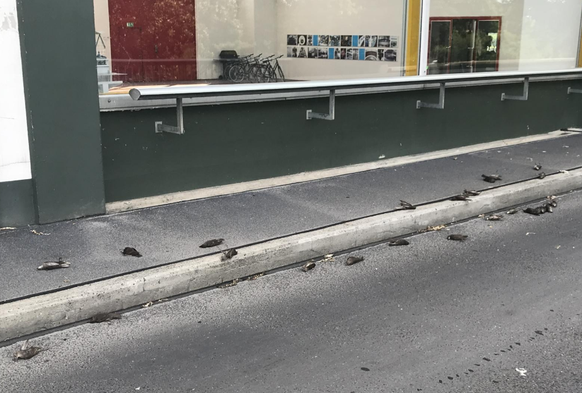 32 Singvögel krachten in eine Scheibe in Birsfelden.