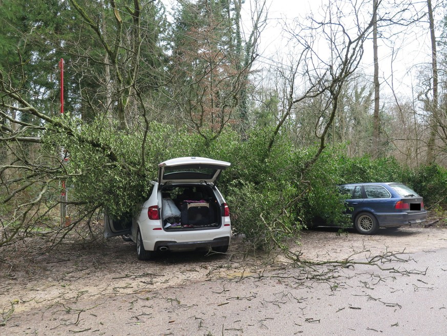 In Muttenz stürzte ein grosser Baum auf zwei parkierte Personenwagen.&nbsp;