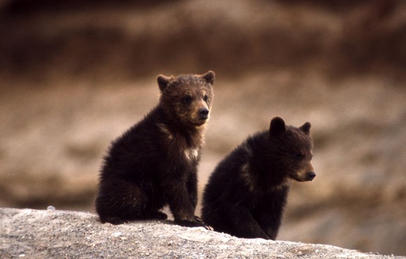 Bärenjungen

https://commons.wikimedia.org/wiki/File:Grizzly_Bear_cubs.jpg