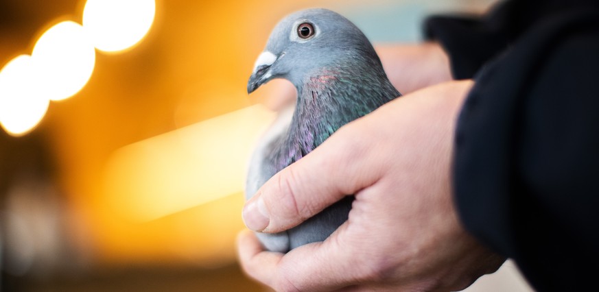 An employee of Pipa, a Belgian auction house for racing pigeons, shows a two-year old female pigeon named New Kim after an auction in Knesselare, Belgium, Sunday, Nov. 15, 2020. A pigeon racing fan ha ...