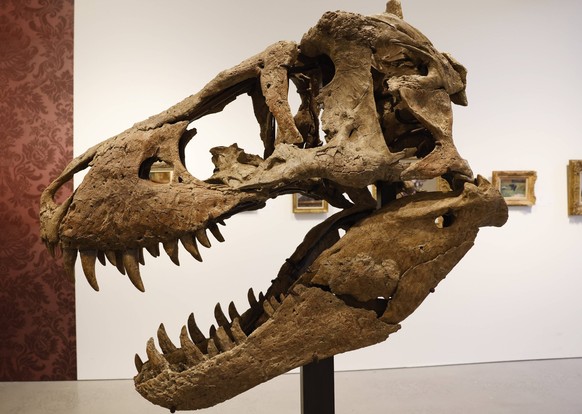 One of the most complete tyrannosaurus rex skulls ever discovered named Maximus will be offered without reserve and estimated to sell for $15 20 million is on display at Sotheby s in New York City on  ...