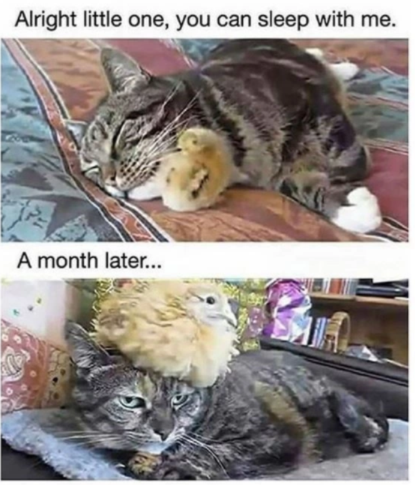 Meme Tiere Cute News