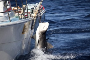 Ein Tigerhai wird in Westaustralien aus dem Wasser gefischt.&nbsp;